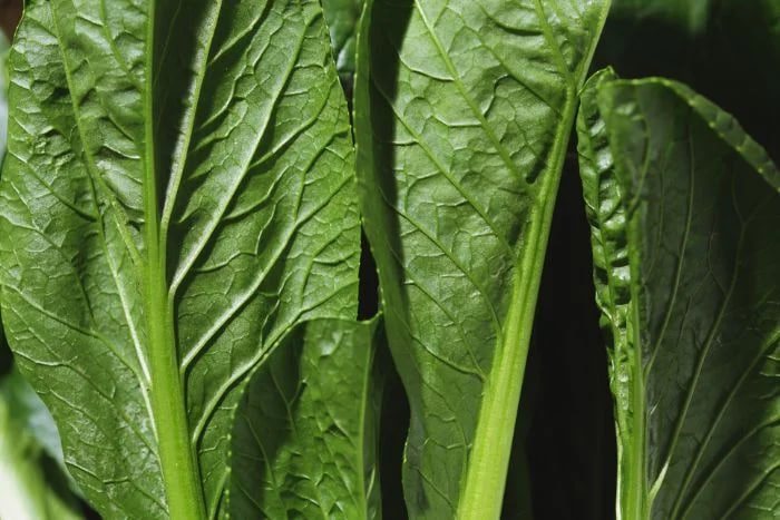 สรุปคุณประโยชน์และข้อควรระวังของผักโขม! นักโภชนาการเตือน: กลุ่มคนเหล่านี้ต้องระวังเป็นพิเศษ